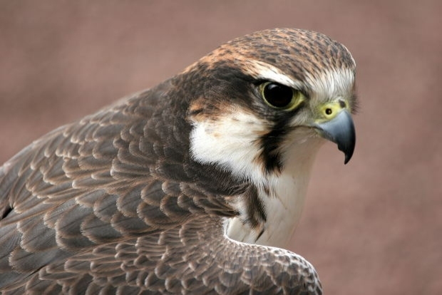 Falconry Bird Control