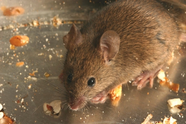 Rats and Mice Pest Control